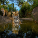 Illustration for article titled The most spectacular wild animal photos of the year
